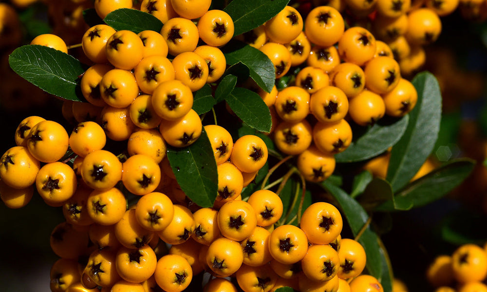 onsectetur adipisicing elit, sed do eiusmod tempor incididunt ut labore et dolore magna aliqua.