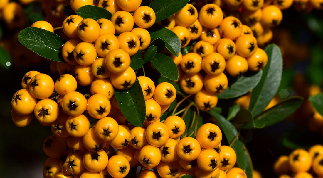 onsectetur adipisicing elit, sed do eiusmod tempor incididunt ut labore et dolore magna aliqua.