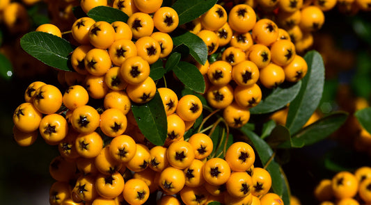 onsectetur adipisicing elit, sed do eiusmod tempor incididunt ut labore et dolore magna aliqua.